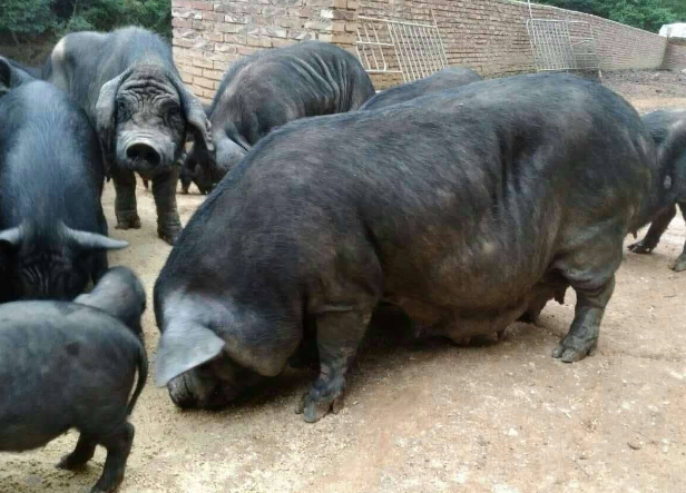 槐猪养殖效益