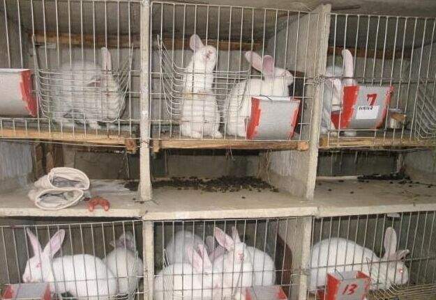 兔子养殖技术大全，告诉你如何养好兔?