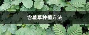 含羞草种植方法，含羞草的作用