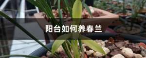阳台如何养春兰，需