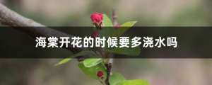海棠开花的时候要多浇水吗，几天没浇水干了怎么办