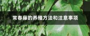 常春藤的养殖方法和