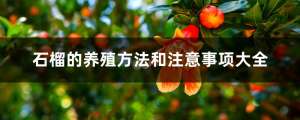 石榴的养殖方法和注