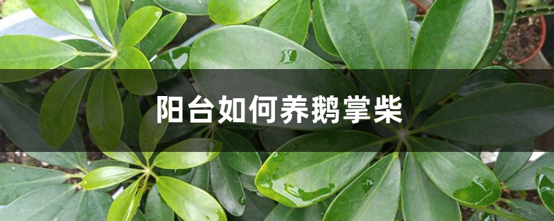 阳台如何养鹅掌柴，需要注意什么