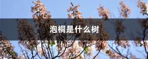 泡桐是什么树，是什