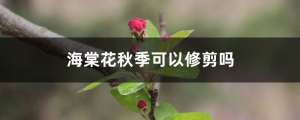 海棠花秋季可以修剪