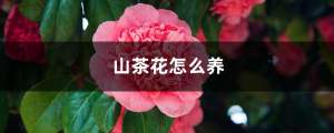 山茶花怎么养，山茶