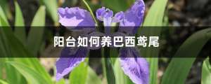 阳台如何养巴西鸢尾
