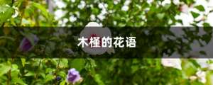 木槿的花语和寓意，