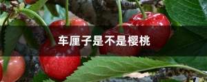 车厘子是不是樱桃，