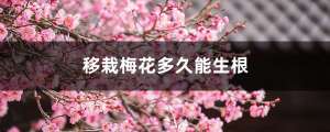 移栽梅花多久能生根
