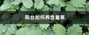 阳台如何养含羞草，