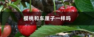 樱桃和车厘子一样吗