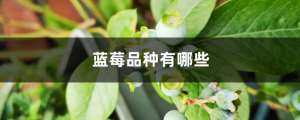 蓝莓品种有哪些，什