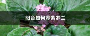 阳台如何养紫罗兰，
