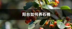 阳台如何养石楠，需