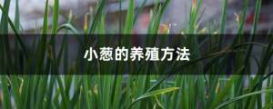 小葱的养殖方法和注