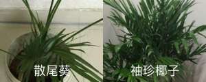 散尾葵和袖珍椰子的