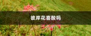 彼岸花喜酸吗，彼岸花养殖方法
