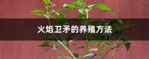 火焰卫矛的养殖方法