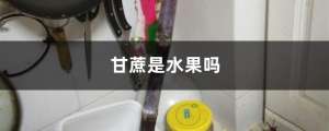 甘蔗是水果吗，甘蔗