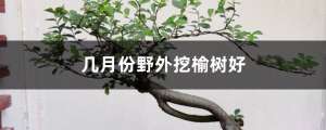 几月份野外挖榆树好