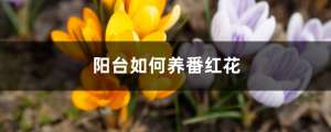 阳台如何养番红花，需要注意什么