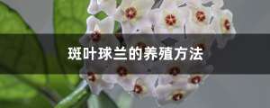 斑叶球兰的养殖方法