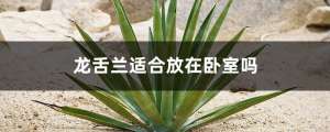 龙舌兰适合放在卧室
