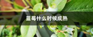蓝莓什么时候成熟，