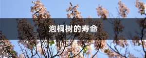 泡桐树的寿命，开花