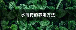 水薄荷的养殖方法和