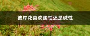 彼岸花喜欢酸性还是碱性，野外挖的彼岸花怎么养