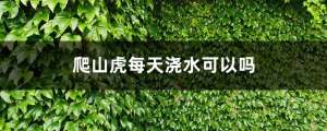 爬山虎每天浇水可以吗，不浇水会旱死吗