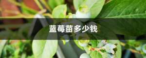 蓝莓苗多少钱（蓝莓