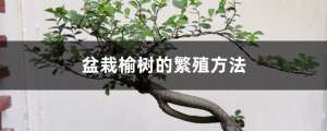 榆树怎么繁殖，可以