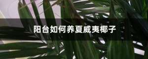 阳台如何养夏威夷椰