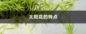 太阳花的特点，太阳