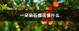 一朵朵石榴花像什么