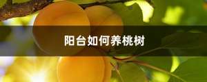 阳台如何养桃树，需