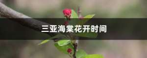 海棠什么时候开花，