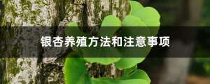 银杏养殖方法和注意