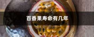 百香果寿命有几年，