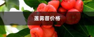 莲雾苗价格，莲雾图