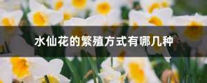 水仙花的繁殖方式有哪几种，哪个繁殖方法比较常用