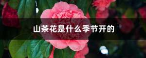 山茶花是什么季节开