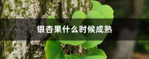 银杏果什么时候成熟，银杏果的作用