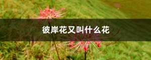 彼岸花是什么花，彼岸花又叫什么花