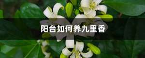 阳台如何养九里香，