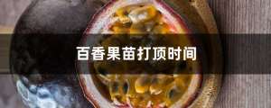 百香果苗打顶时间，